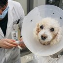 건국대학교 부속 동물병원 이미지