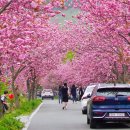 개심사(청벚꽃)/문수사(겹벚꽃)/아라메길 안내(4월25일) 이미지