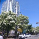 온천단지 이팝나무길 이미지