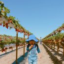 베델농장 이미지