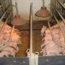 개량양돈 이미지