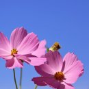 비로소 가을 이미지