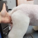 도그트리 이미지