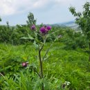 자연과 건강(산야초 이야기) | 유기농 엉겅퀴 자연에 산야초 와 같이 크는 엉겅퀴