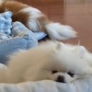 멍이와쿤이 이미지