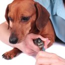 우리집앞동물병원 이미지