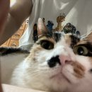 다이소 홍성점 이미지