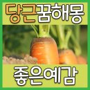 몸에도 좋고 꿈에도 좋은 당근꿈해몽! 이미지