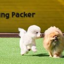 프린세스애견 이미지