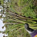 금당목장 이미지