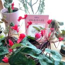 보태니컬 이미지