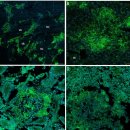 Tiger barb 투명 변이체를 사용한 Nocardia seriolae의 경시적 생체 내의 발병 기전 이미지