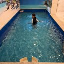 파주풀빌라 워라벨 호스텔 | 경기도 풀빌라 아이와가기좋은 파주 풀빌라워라벨 재방문후기(애견동반가능)