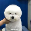 카사노바 에리켄넬 이미지