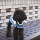 미미그루밍 이미지