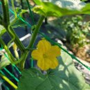 클로바농장 이미지