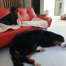 쪼쪼애견 이미지