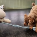 멍뭉유치원 이미지