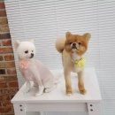 더예쁘개 이미지