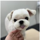 뽀그리미용실 이미지