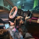 메이 동물병원 | 전주메이동물병원 응급실, 강아지 비장종양 응급수술 14살 노령견 후기, 메이동물의료센터