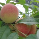 남원원예농업협동조합 이미지