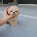 (주)요미스토리(요미독 강아지분양 요미캣 고양이분양 목동점) | 신림강아지분양 알아보는 당신을 위해 요미독앤캣 안산점 다녀온 솔직 후기 남겨요