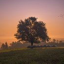 금화왕돈까스경산영대점 이미지