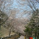 고향의봄 이미지