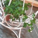 미니마차 이미지