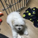 네오코코 네이버블로그