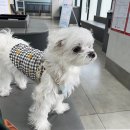 한국엘랑코동물약품(주) 이미지
