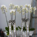 우림약품 이미지