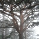 [백두낙산]금록단맥제1-1구간종주-관모산 오설피산(양양)-안일왕산 대왕황장목과 비견되는 관모산 대왕황장목 이미지