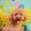 도그루아 이미지