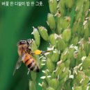 왕성광고 이미지