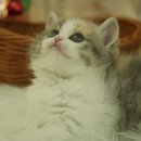 오즈메디칼 이미지