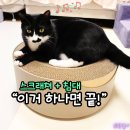 망고캣 | 고양이스크래쳐 추천, 방석처럼 아늑한 캣모나이트 사용 후기