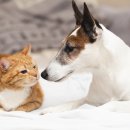 강아지와 고양이(Dog & Cat) 이미지
