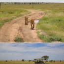 세렝게티 이미지