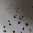 바로아