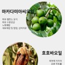 나들이화장품