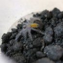 오렌지렙타일