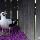 경남야생동물구조센터 이미지