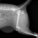 코지동물의료센터 이미지