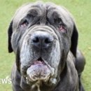 슬기로운 집사생활 이미지