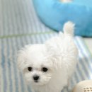 동물병원 Dr.정 | 강아지 눈 찔림, 눈 다침 사고 각막검사,치료비 후기