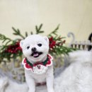 블링펫 | “크리스마스 솜뭉치 변신✨ 블링블링펫 겨울 미용 후기”