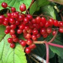 용인나무이야기 이미지