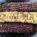 채식요리(주간) 이미지